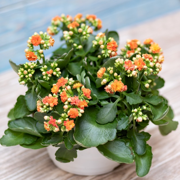 Foto flor de kalanchoe em um vaso de perto