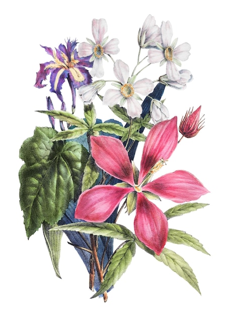 Flor de ketmia rosa com fundo transparente