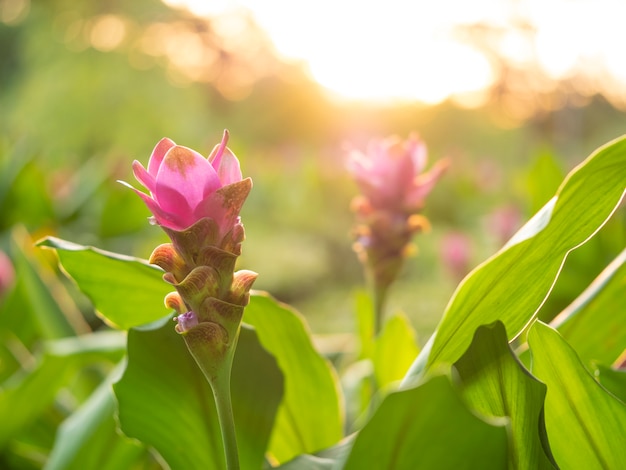 Flor de Krachai, tulipa de Sião