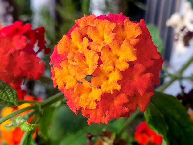 Flor de Lantana Camara o Salvia