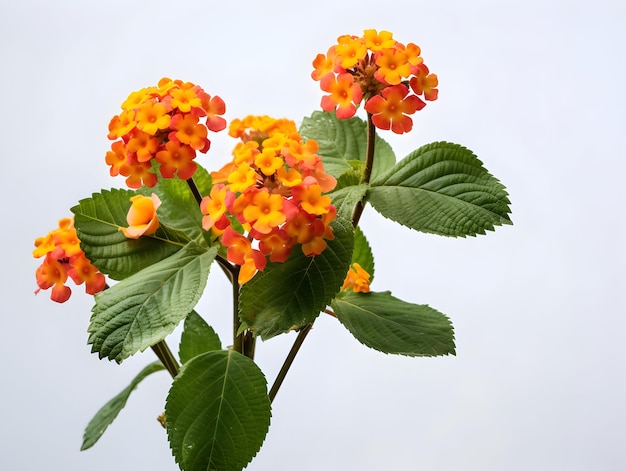 Foto flor de lantana comum em fundo de estúdio single flor de lentana comum flor bonita