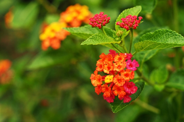 Flor de lantana no jardim.