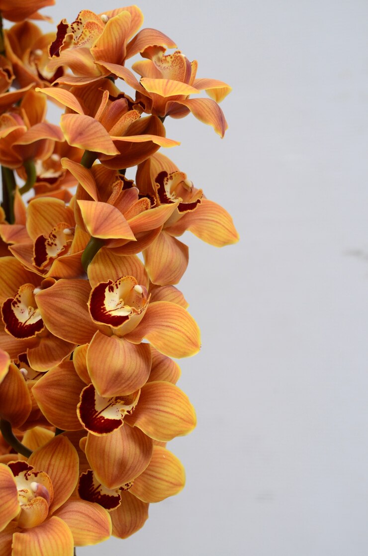 Flor de laranja Cymbidium em fundo branco