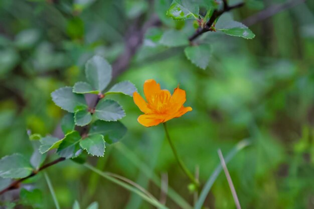 Flor de laranja em um fundo de folhas verdes na floresta de primavera