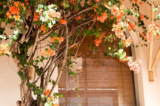Flor de laranja romântica com parede de cor creme claro e janela vintage.
