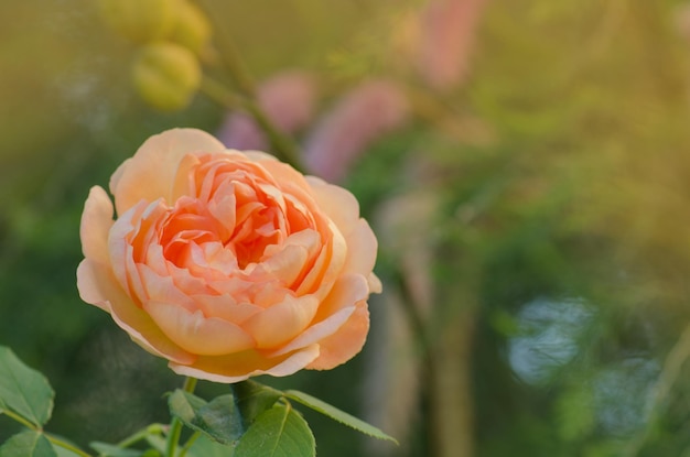 Flor de laranja rosa princesa Margareta no jardim