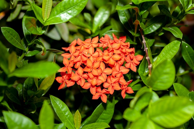 Flor de laranja spike na folha do grupo na natureza na Tailândia