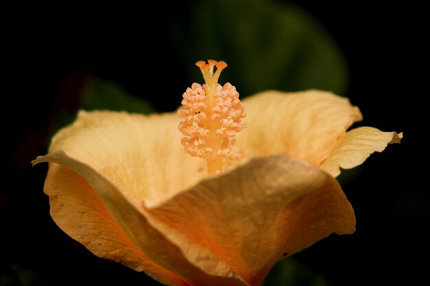 Foto flor de laranja