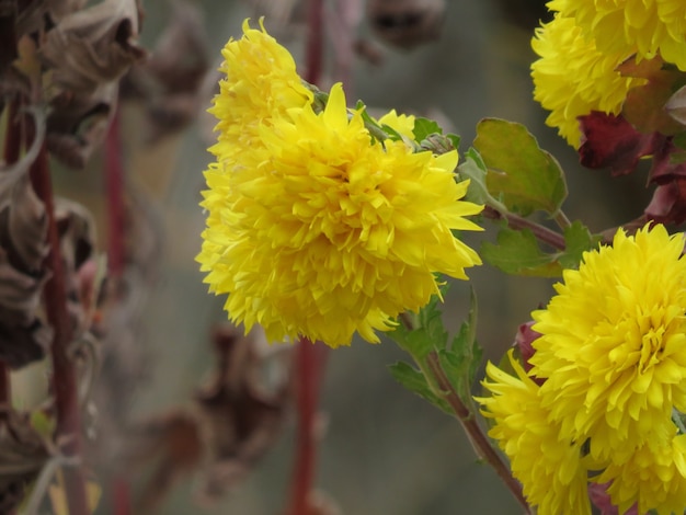 Flor de laranjeira de gerber