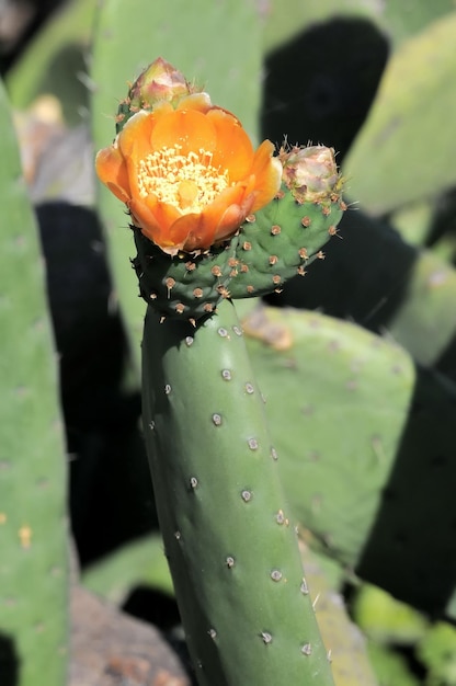 Flor de laranjeira em cima de um cacto verde no deserto