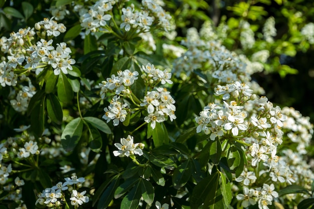 Flor de laranjeira mexicana na primavera