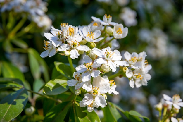 Flor de laranjeira mexicana na primavera