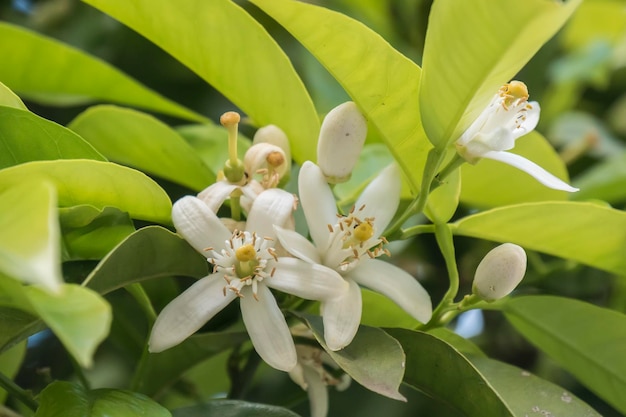 Flor de laranjeira na flor de azahar da primavera