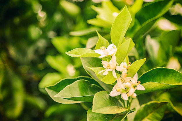 Flor de laranjeira no brasil no inverno em um dia nublado