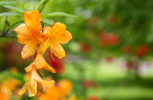 flor de laranjeira no jardim