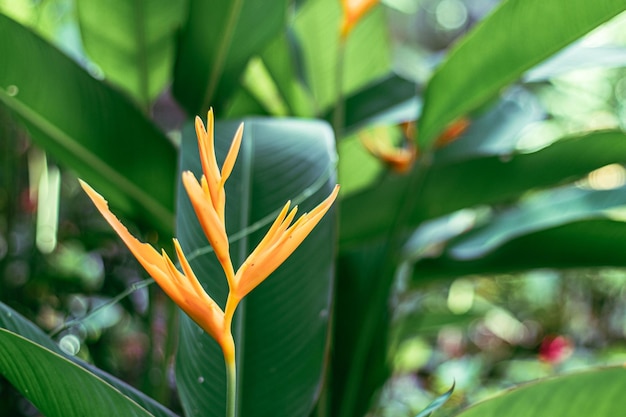 Flor de laranjeira tropical deixa o fundo da natureza