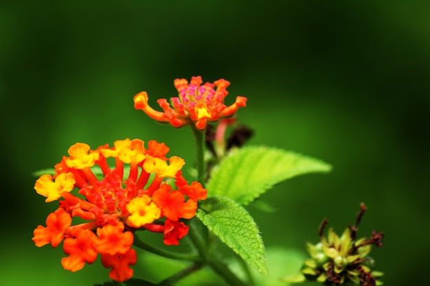 Flor de laranjeira