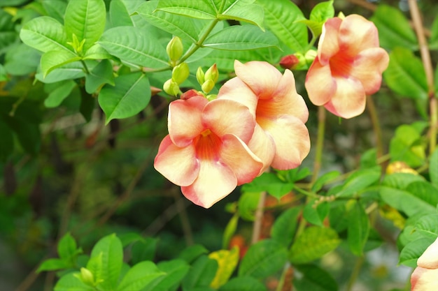 flor de laranjeira