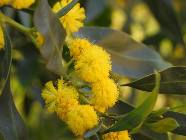 Flor de las Mimosas