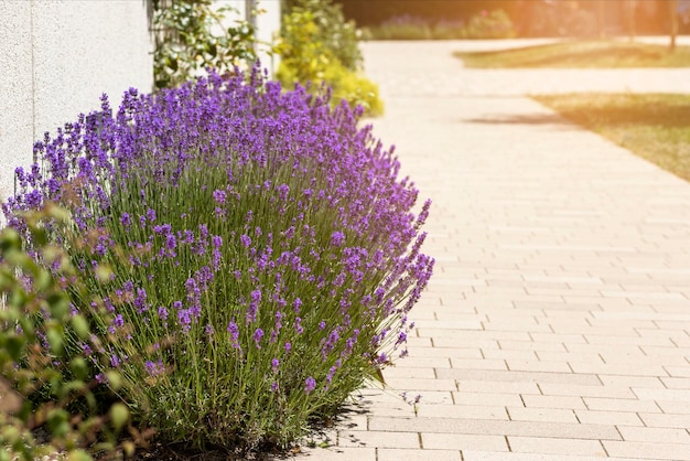 Flor de lavanda ao longo da estrada ou calçada no quintal Lavanda roxa no jardim de paisagismo