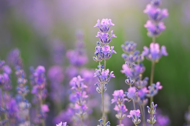 Flor de lavanda closeup