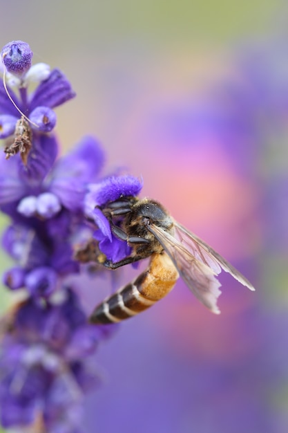 Flor de lavanda com abelha