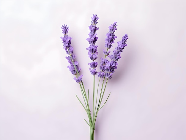 flor de lavanda em fundo de estúdio flor de Lavanda única imagens de flores bonitas