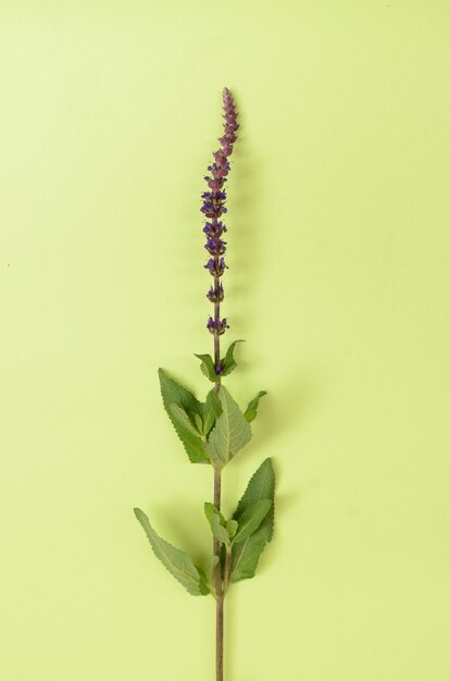 Flor de lavanda em fundo verde