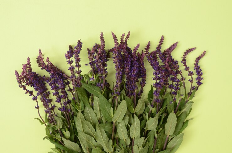 Flor de lavanda em fundo verde