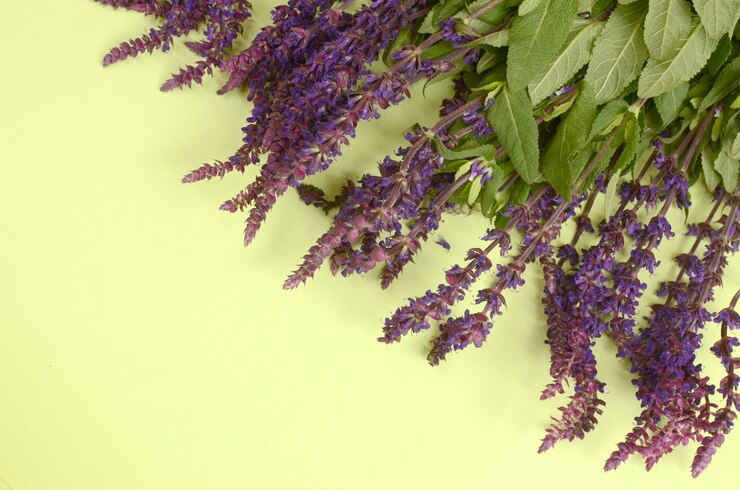 Flor de lavanda em fundo verde