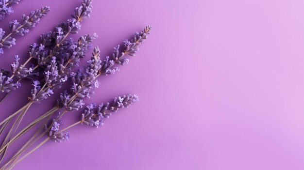 Foto flor de lavanda em um fundo roxo vista superior plana