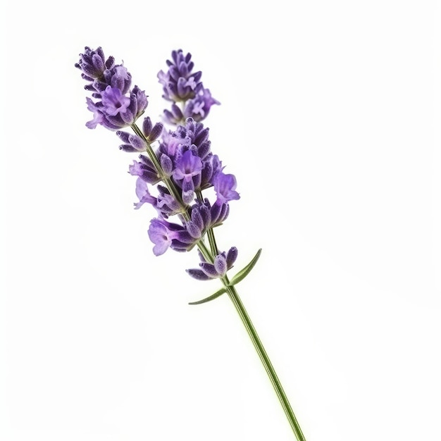 Flor de lavanda isolada em branco Ilustração AI GenerativexA