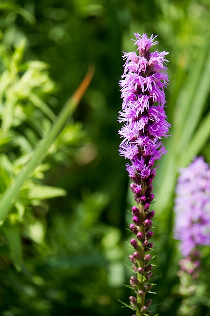 Flor de lavanda no campo