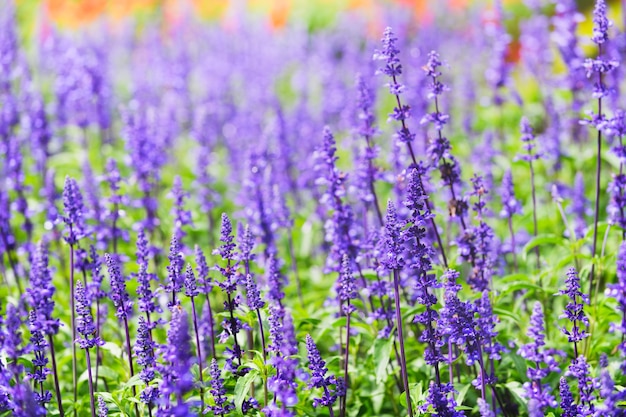 Flor de lavanda no parque da flor de Dalat,