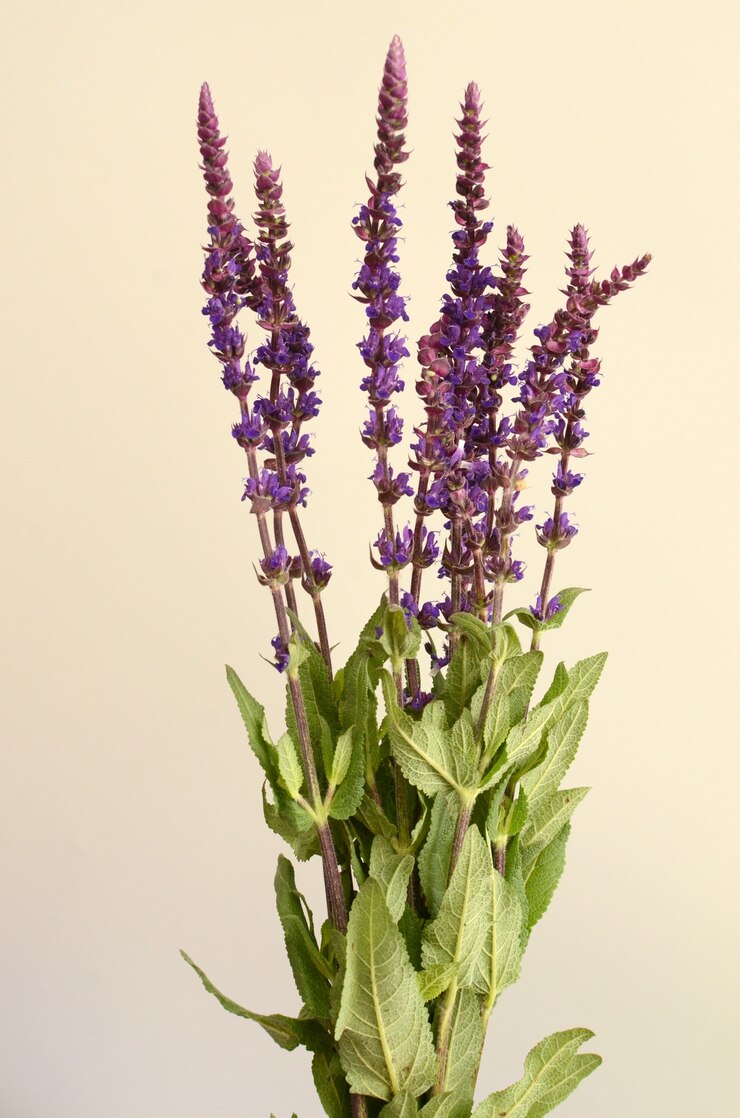 Flor de lavanda para plano de fundo