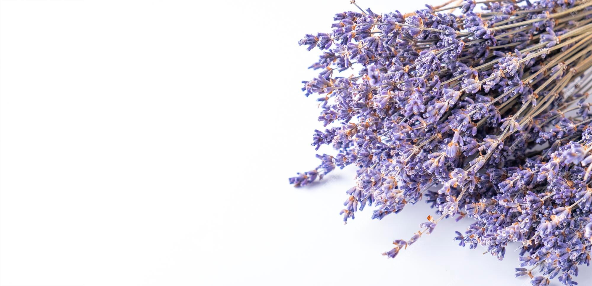 Flor de lavanda seca em branco copie o espaço | Foto Premium