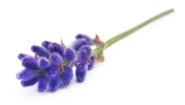 Flor de lavanda sobre fundo branco