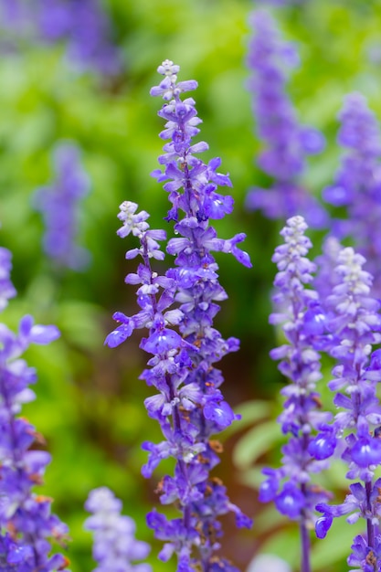 Flor de lavanda.