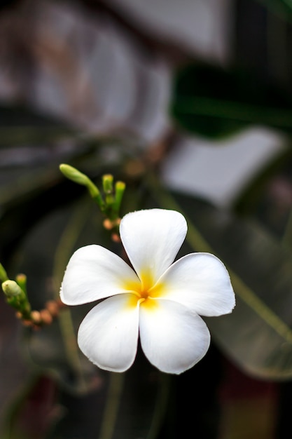 Flor de leelawadee closeup com foco suave e sobre a luz no fundo