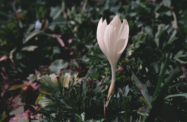 Flor de leontopodium alpinum da montanha askhi