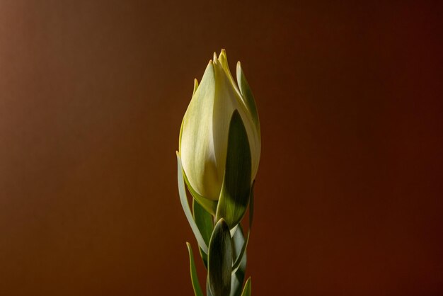 Flor de leucadendron recém-colhida em fundo marrom macro vista de flor natureza morta