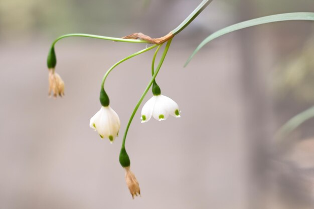 Flor de leucojum aestivum gravetye gigante ou floco de neve de verão