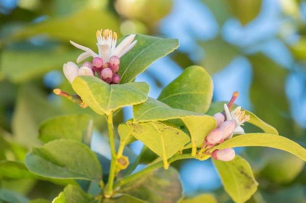 Flor de limão na primavera