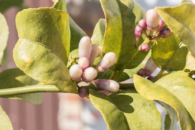 Flor de limão na primavera