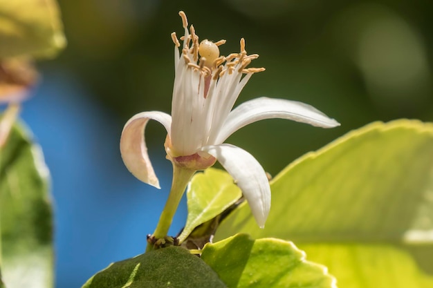 Flor de limão na primavera