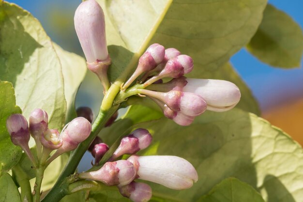 Flor de limão na primavera