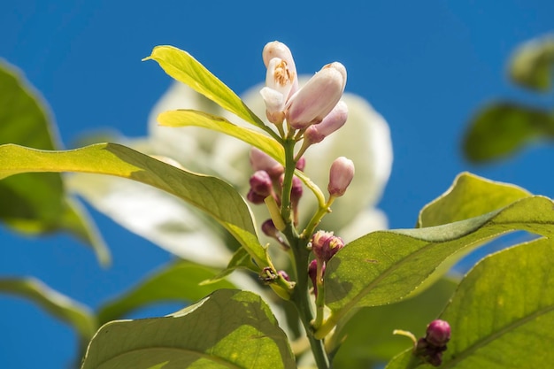 Flor de limão na primavera