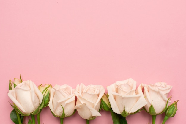 Flor de lindas rosas brancas em fundo rosa com espaço de cópia para o seu texto