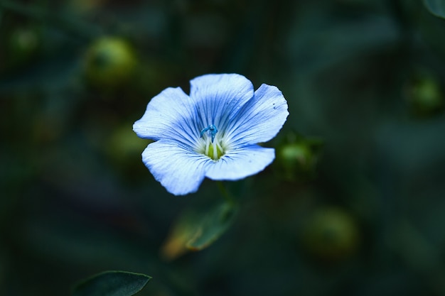 Flor de linho azul à noite flor de linho linhaça linum usitatissimum