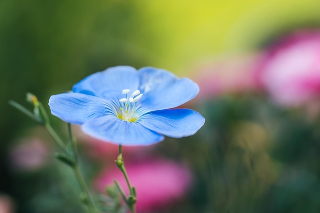 Flor de linho ou linum perenne em fundo colorido natural Fotografia macro Fundo natural